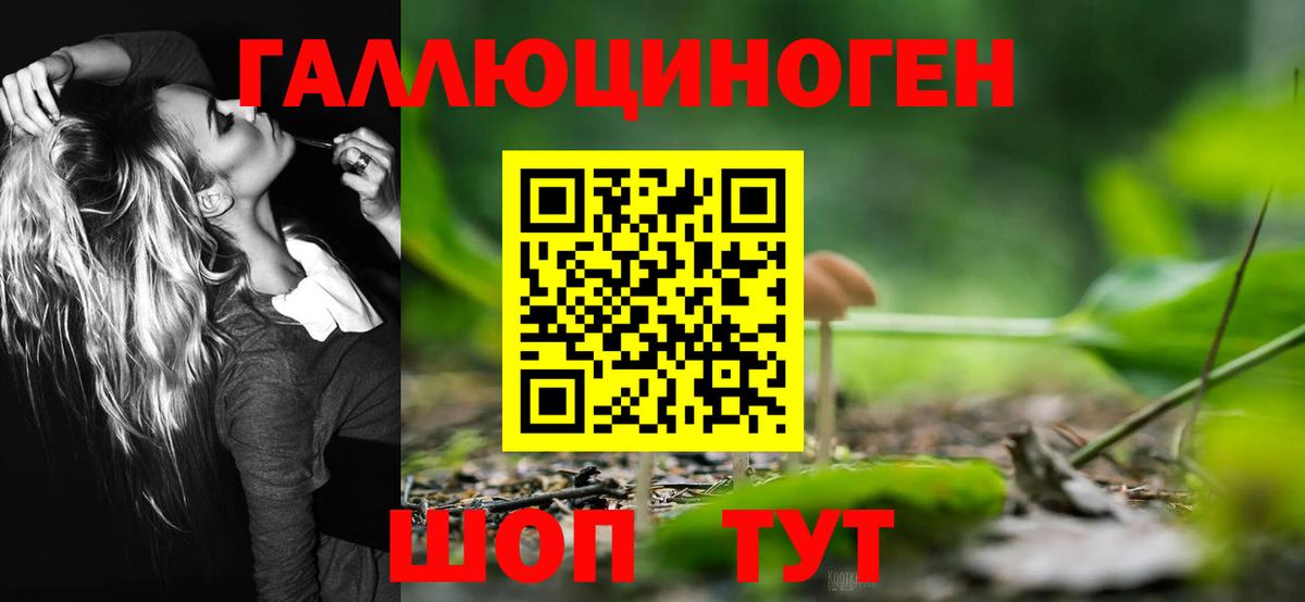 Псилоцибиновые грибы Psilocybine cubensis Владимир
